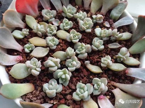 多肉叶片掉了如何成功分株繁殖