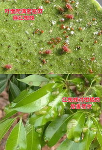 一、 蔬菜害虫的克星：阿维甲氯的神奇力量