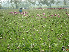 菏泽的气候特点