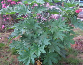 蓖麻成熟季节嫩不嫩说说？种植户要注意啥时候啊？