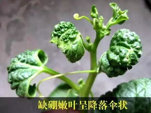 大蒜怎么种？土壤和气候有什么要求
