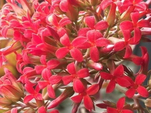 长寿花每天什么时候浇水最适宜？