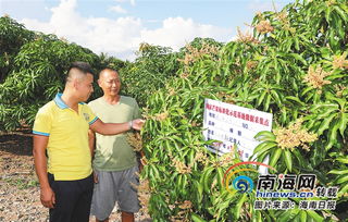 海南陵水五岭村以芒果种植为特色产业