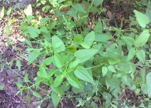 八宝景天的梗多药用效果