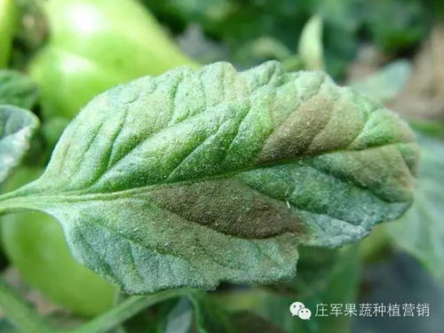 茄子虫害烦恼多，药物推荐来帮忙