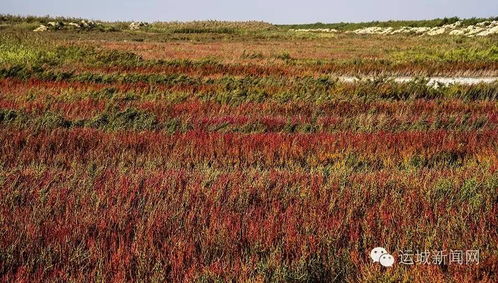 河道绿化选草难题，我来给你支招！