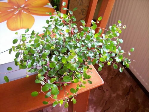 子持白莲，洁白如雪的盆栽新宠