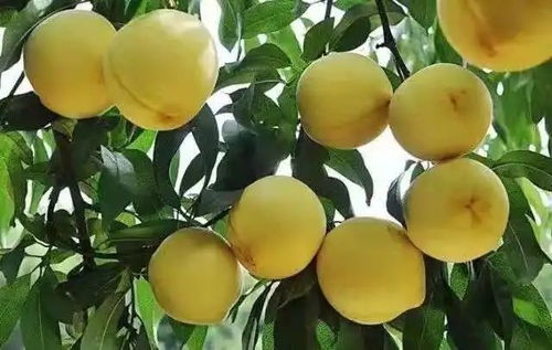 黄桃甘甜多汁，富含维C、钾等营养