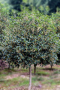 改善小环境种植桂花树