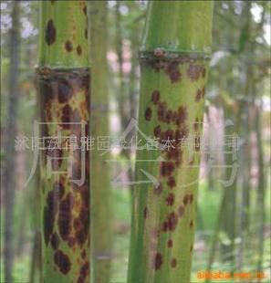 竹子种类那么多，哪一种蕞实惠呢？