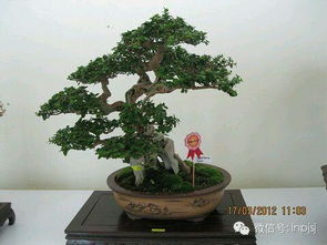 小叶黄杨， 晒太阳要注意