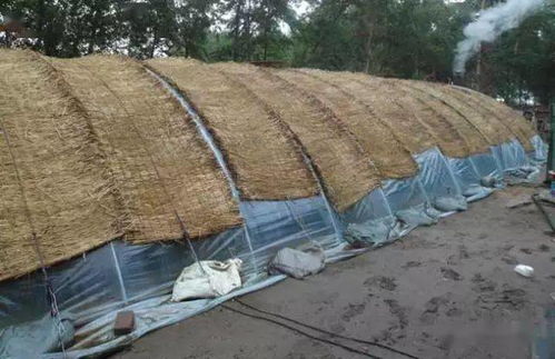 新疆戈壁滩的种植奇才