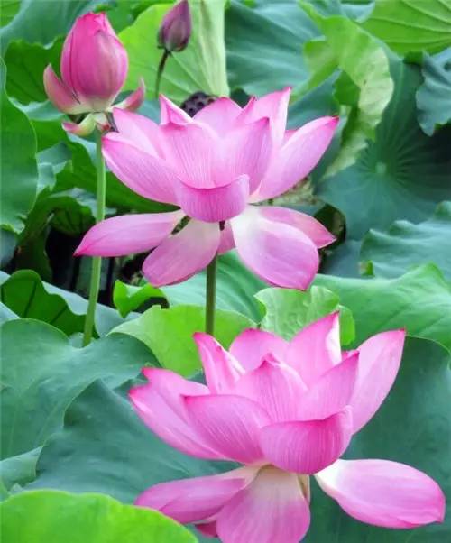 夏日荷塘， 贵州美景如画