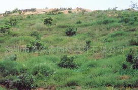 常见护坡灌木，你认识几个？