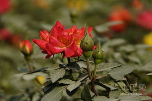 月季花遭遇茎蜂害虫，怎么办？
