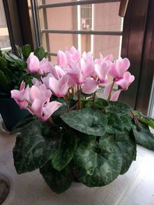 仙客来如何保持花开不断？