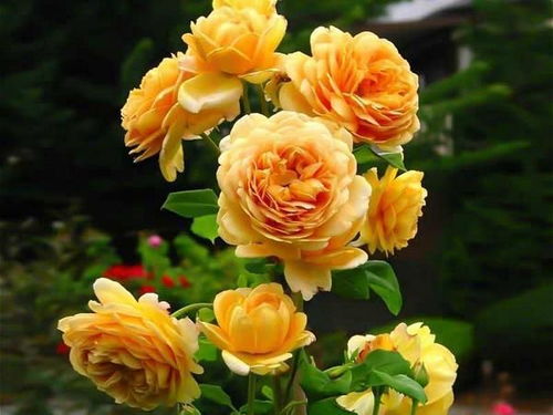 2. 伊吕波月季：优雅的舞者