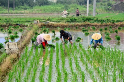 草本植物秋播，你真的知道什么时候种吗？