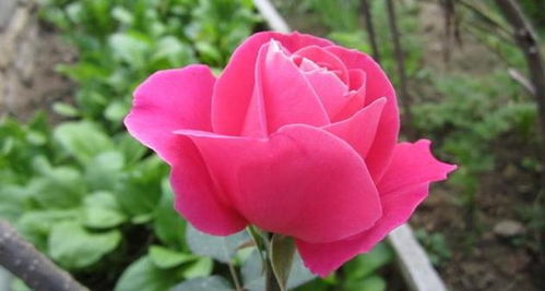 一、 月季花的施肥之道