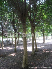 小叶榕， 那抹绿意的守护者