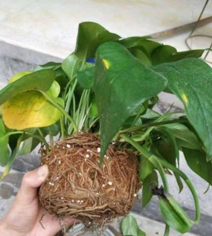 叶子发黄怎么办？