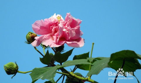芙蓉花如何养殖才能在花园中绽放出最美的姿态