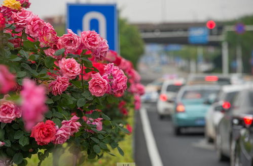 却可克月季的缺点：美中不足