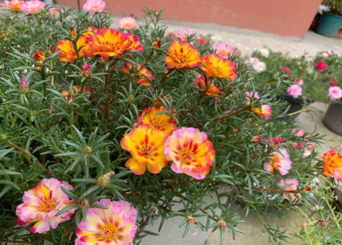 太阳花：夏天的阳台标配