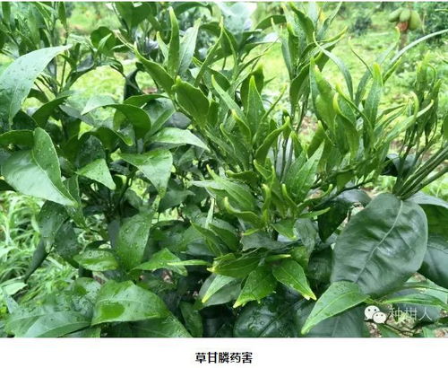 喷施后下雨的影响 (一)短时间内下雨 - 影响药效