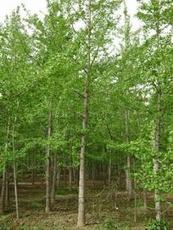 银杏树：历史的见证