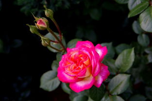 月季的病虫害防治