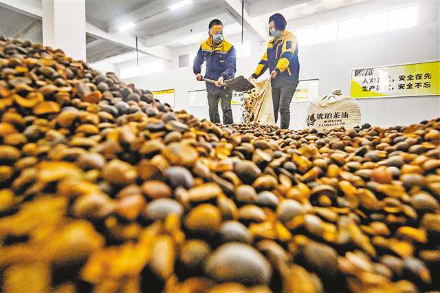 广西河池茶油新动态：琥珀茶油价格飙升，抢购热潮即将来袭！