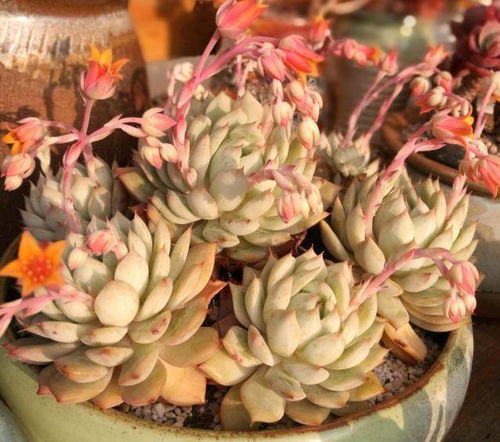 多肉植物缓释肥怎么用？效果真的那么神奇吗