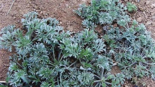 柴胡种子种植前必须吗？