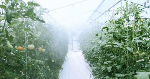 亚热带季风气候暴雨季，零死亡的秘密大揭秘！