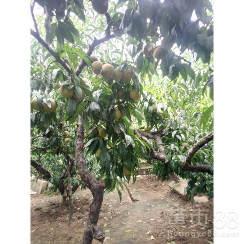 河北果树苗木基地，桃树苗品种大揭秘！