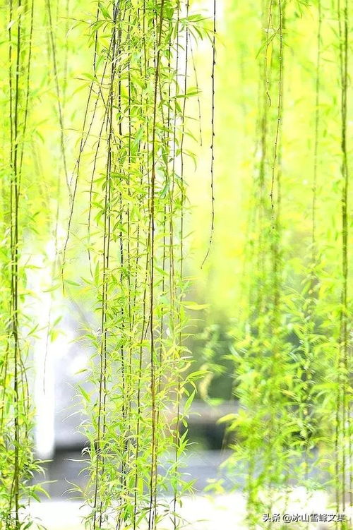 柳叶如丝，这缕青丝藏了谁的思念