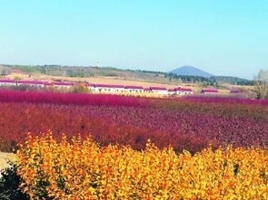 联合社总社：种植户的抱团力量