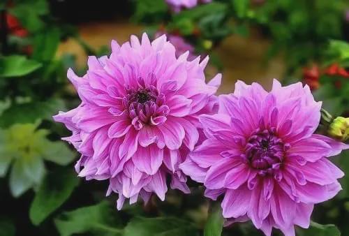 菊花，秋日花园的领军人物！