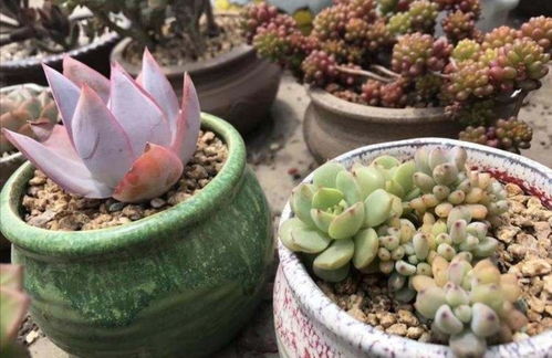 多肉植物的通风问题也要注意