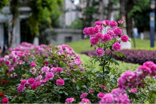 “月季花中含糖量丰富，花香四溢