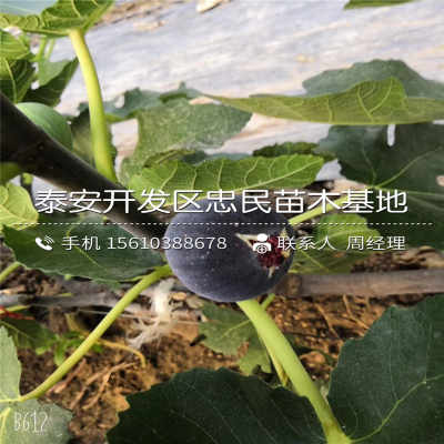 无花果树苗最佳扦插季，春季速成爆款！