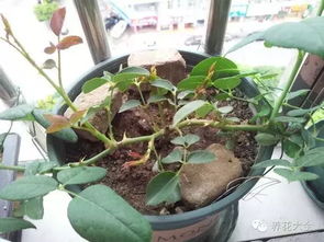 浇水太多，月季会“喝”成这样？