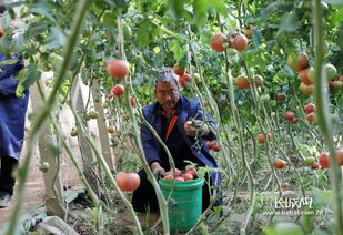 蔬菜种植， 广宗县的秘密武器