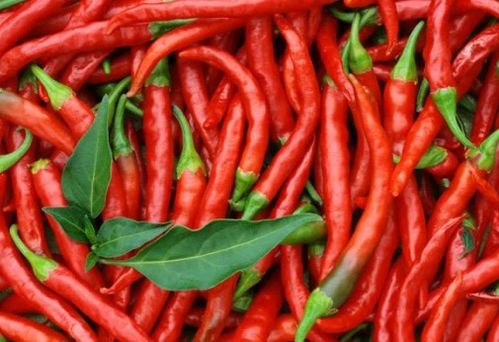 辣椒病害的午夜惊魂