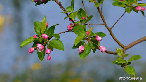 海棠花种植小知识