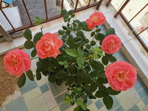 月季小伴侣，阳台上的美丽守护