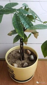 发财树叶黄掉叶怎么办？是浇水过多还是施肥不足