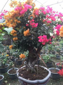 三角梅种植基地，花开四季