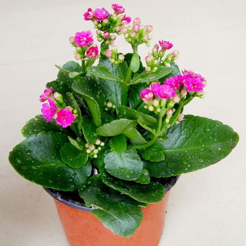 长寿花施肥， 要适量